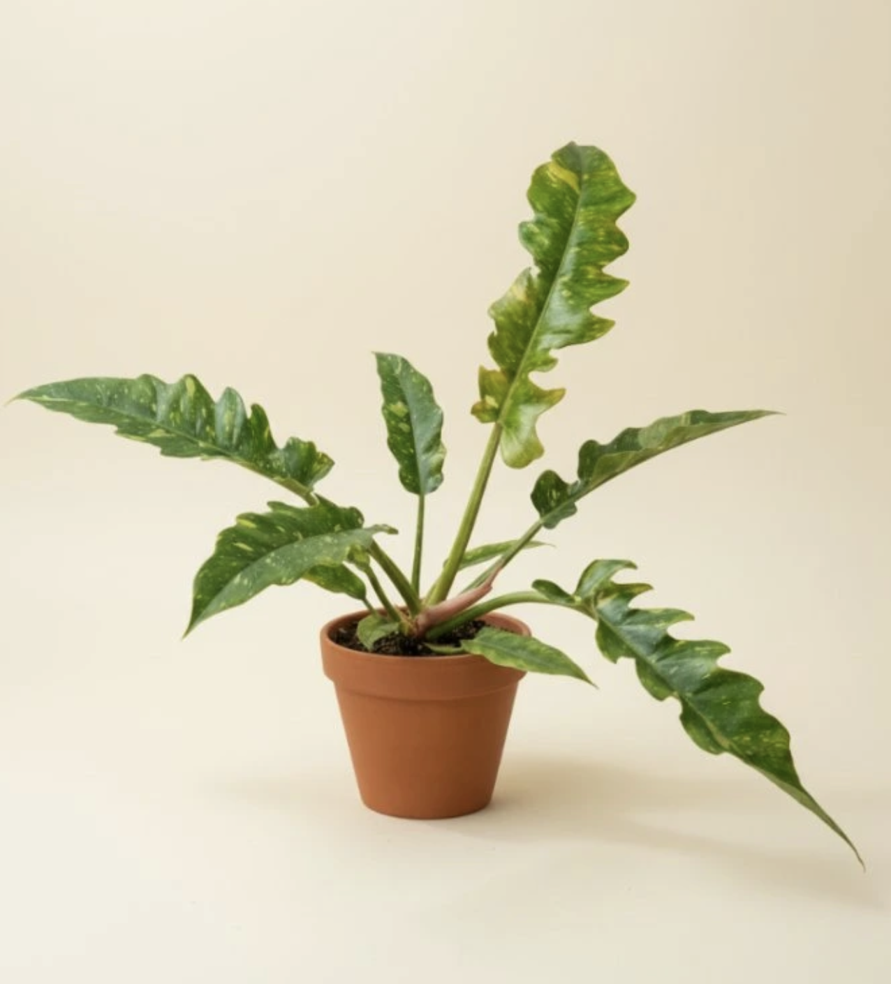 Philodendron narrow Ring of Fire